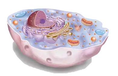 Modelo de una célula eucariota
