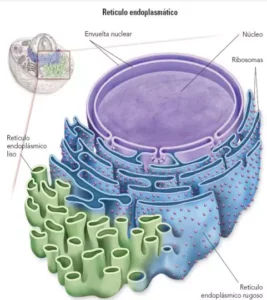 Membranas internas del retículo endoplasmático
