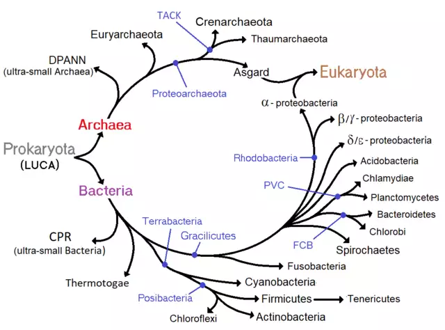 Las procariotas en la evolución celular