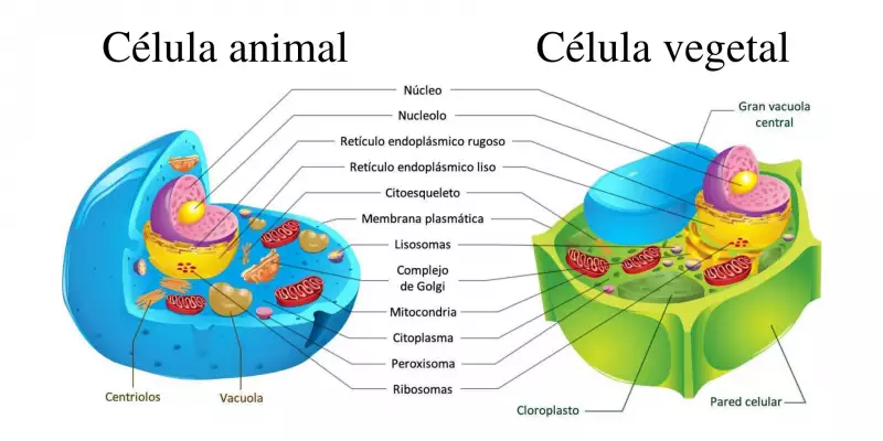 Partes de la célula animal y vegetal