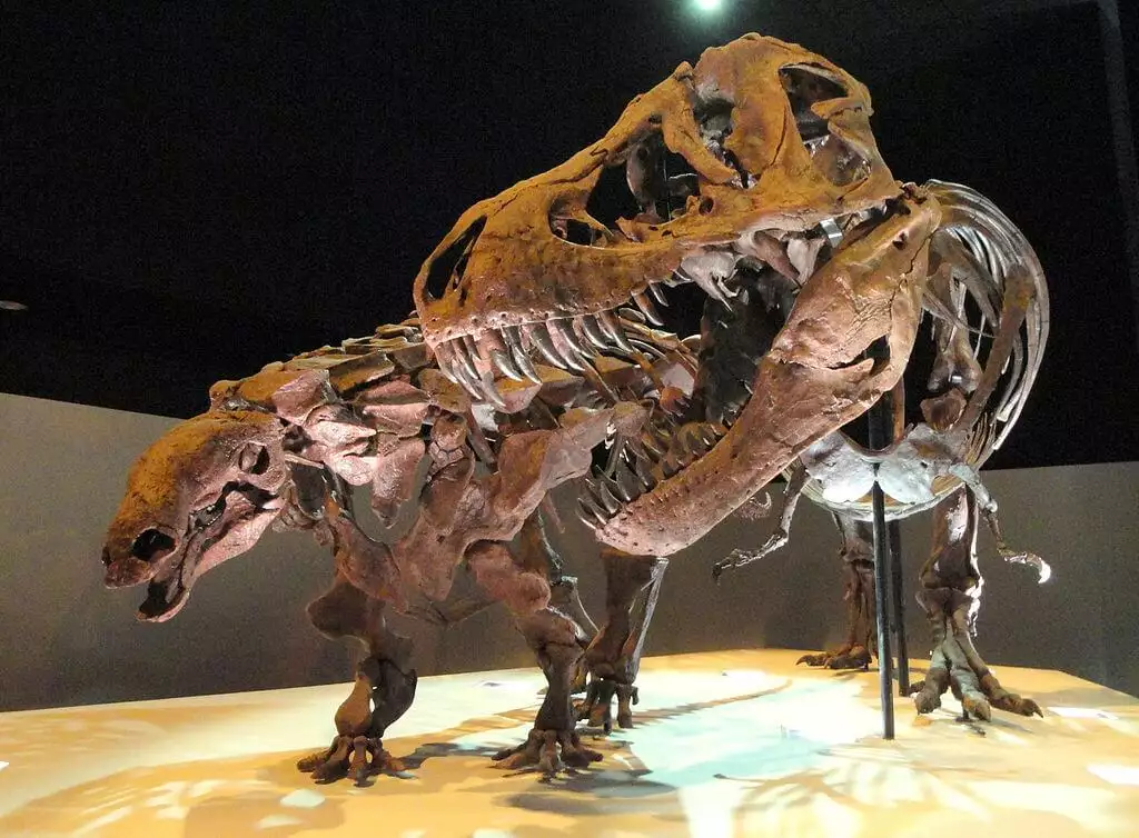 Exhibición de Dinosaurios fosilizados en el Museo de Ciencias Naturales de Houston