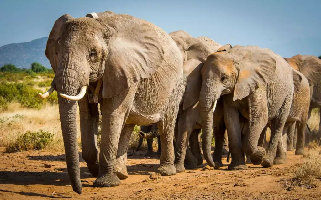 Los elefantes son una de las especies característicamente matriarcales