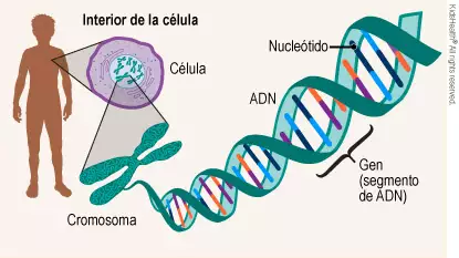 Escalera del genoma humano Escalera del genoma humano
