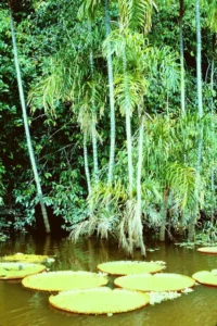 Biotopo de selva amazónica Biotopo de selva húmeda amazónica