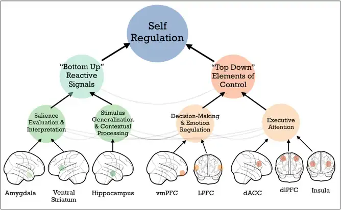 Áreas cerebrales autorregulación emocional (inglés) Áreas cerebrales que responden a la subida y bajada de los estados emocionales