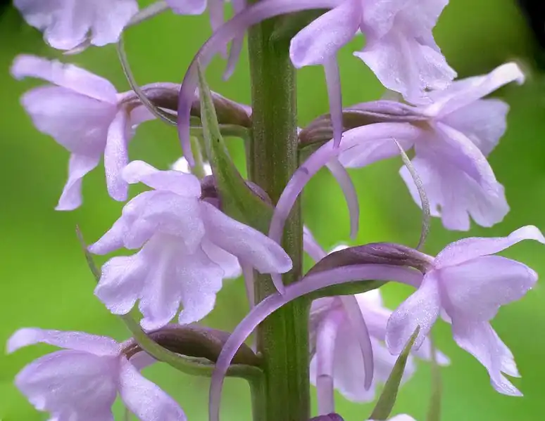 Gymnadenia conopsea flores con espolón lleno de néctar