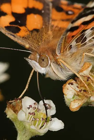 Imágen de una mariposa australiana (la Australian Painted Lady) alimentándose de Néctar