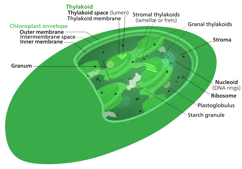 Estructura interna de un cloroplasto