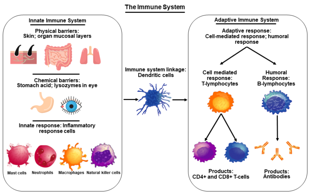 Los dos principales tipos de inmunidad son la inmunidad adaptativa y la inmunidad innata