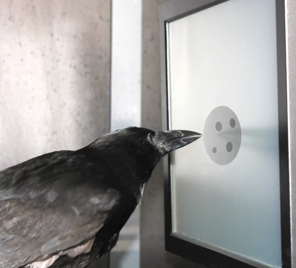 Experimento de interacción en selecciones con un cuervo, un ejemplo de innatismo biológico